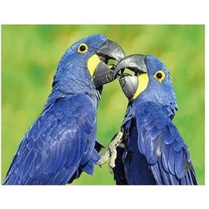 3D koelkast magneetje blauwe papegaaien
