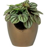 2x stuks plantenpot/bloempot in een strakke Scandinavische look goud Dia 18 cm en Hoogte 16 cm