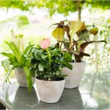 Ter Steege Bloempot/plantenpot - 2x - buiten - beige/goud - D13/H12 cm