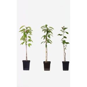 Pilaar appelbomen - mix van 3