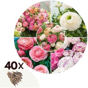 Bloembollen 'Ranunculus Pastel' - Mix - set van 40 bollen