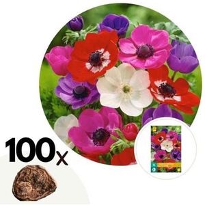 Anemoon bloembollen 'de Caen Mix' - mix van 100 bollen