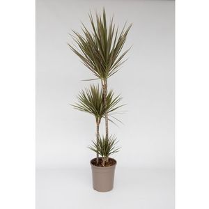 XL Dracaena 'Bicolor' dragon tree