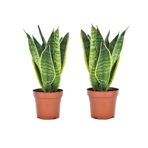 Set van 2 Sanseveria - ‘Vrouwentong’