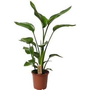 Strelitzia Paradijsvogelplant - 55-70cm