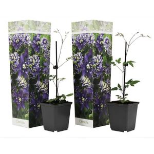 Set van 2 Clematis Taiga
