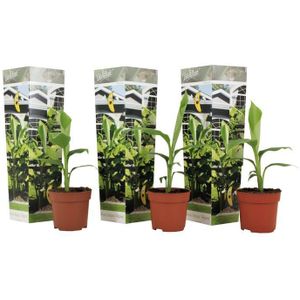Winterharde bananenplanten - 3 stuks