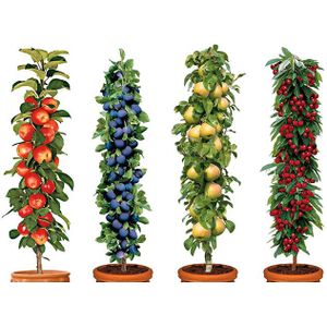 4 Winterharde fruitbomen: Kers, Pruim, Appel en Peer