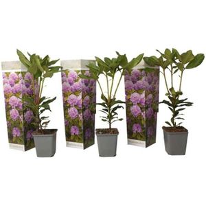 Rhododendron 'Catawbiense' paars - set van 3