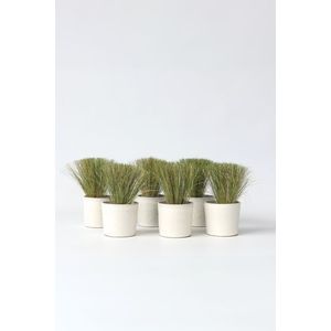 Stipa 'ponytail' grassen - set van 6