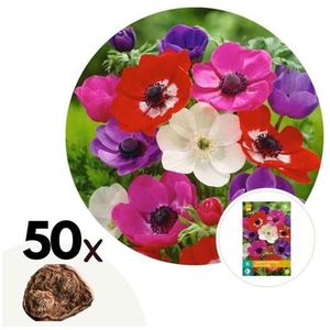 Anemoon bloembollen ' de Caex Mix' - set van 50 bollen