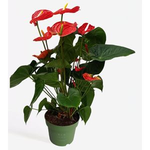 Flamingoplant - Anthurium 'Madural Red' P17