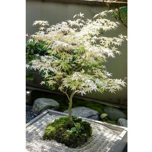 Witte Japanse Esdoorn 'Acer Ugigumo' new