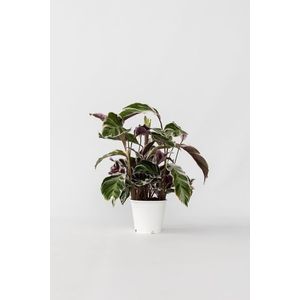 Calathea 'Fusion White'
