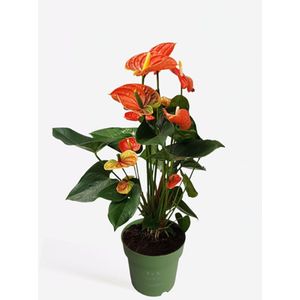 Flamingoplant - Anthurium 'Madural Orange' P17