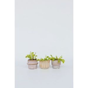 Dionaea Venus Flytrap 3-pack