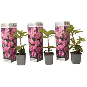 Rhododendron 'Elegans Pink' - set van 3