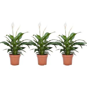 Set van 3 Spathiphyllum - 'lepelplanten'