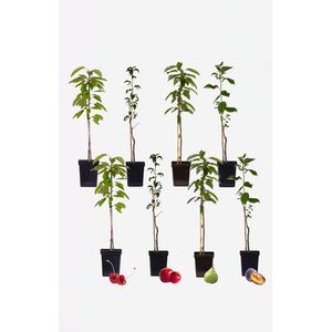 8 Winterharde fruitbomen: Kers, Pruim, Appel en Peer