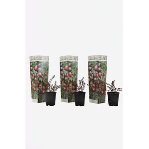 Cranberry - set van 3