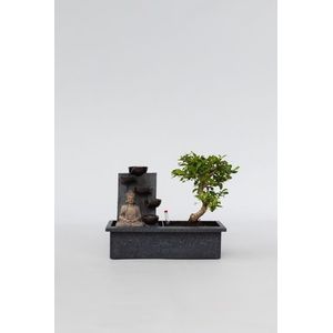 Bonsai met waterval 'Buddha'