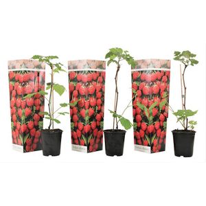 Set van 3 Frambozen planten