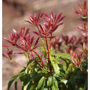 Schattengl&#246;ckchen Lavendelheide Red Mill 30-40cm - Pieris japonica