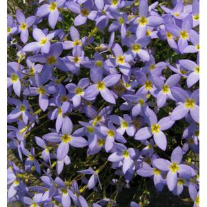Porzellansternchen Millards Variety - Houstonia caerulea