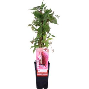 Hoogeveen Parthenocissus Q. Var. 'Engelmannii' - 65 cm, Ø15 cm