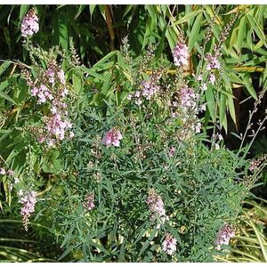 Italienisches Leinkraut Canon J. Want - Linaria purpurea