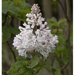 Kanadischer Flieder Agnes Smith 80-100cm - Syringa prestoniae