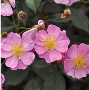 Bodendeckerrose Lavender Dream® 20-30cm