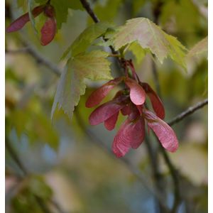 Rot Ahorn 125-150cm - Acer rubrum