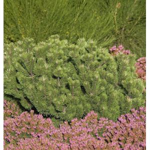 Krummholz Kiefer 50-60cm - Pinus mugo mughus