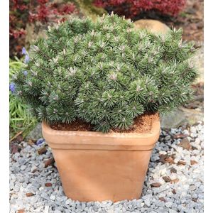 Zwerg Strauchkiefer Noack 30-40cm - Pinus mugo