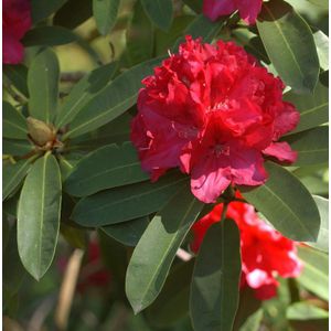 Gro&#223;blumige Rhododendron Wilgen Ruby 30-40cm - Alpenrose