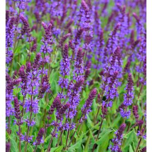 Salbei T&#228;nzerin - Salvia nemorosa