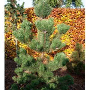 &#214;sterreichische Schwarzkiefer Oregon Green 25-30cm - Pinus nigra