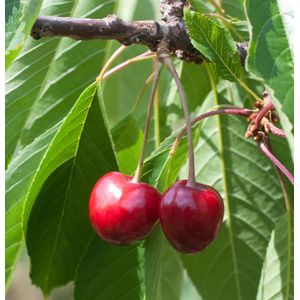 S&#252;&#223;kirsche B&#252;ttners Rote Knorpel 60-80cm - hellrote s&#252;&#223;e Fr&#252;chte