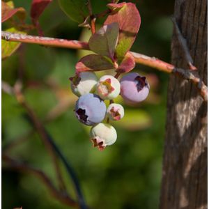 Heidelbeere Duke 30-40cm - Vaccinium corymbosum