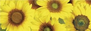 Transparentpapier Rolle 115g qm 50x61cm Flora Sonnenblumen