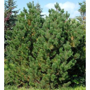 Bergkiefer Latschenkiefer 40-60cm - Pinus mugo