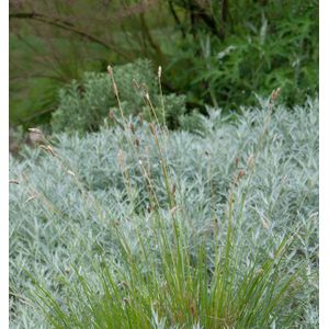 Sand Segge Jenneke - Carex arenarius