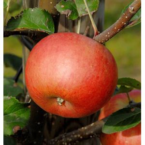 S&#228;ulenapfel Flamenco 60-80cm - ausgezeichneter Geschmack