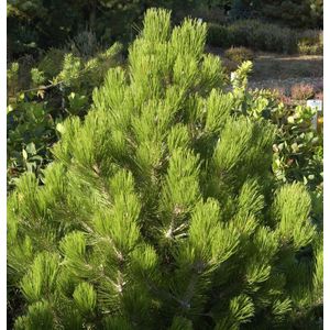 Zwerg Schlangenhautkiefer Zwerg Panzerkiefer 25-30cm - Pinus heldreichii Compact Gem