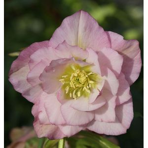 Christrose Lenzrose Double Ellen Pink - Helleborus orientalis