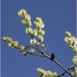 Ohrweide 60-80cm - Salix aurita