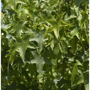 Kugel Amberbaum Gumball 60-80cm - Liquidambar styraciflua