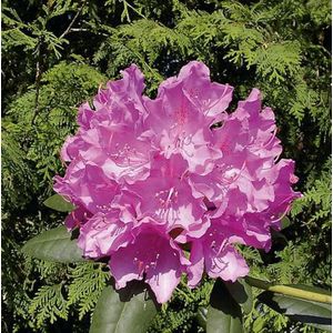 INKARHO - Gro&#223;blumige Rhododendron Englisch Roseum 30-40cm - Alpenrose