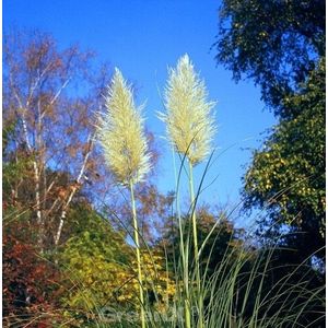 Pampasgras Wei&#223;e Feder - XXXL Topf - Cortaderia selloana